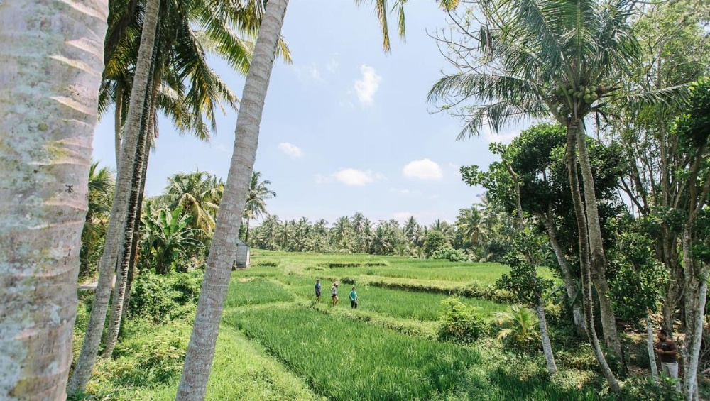 Tejaprana Resort And Spa Image 15